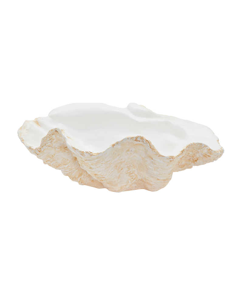 Giant Clam Shell, Classic In White